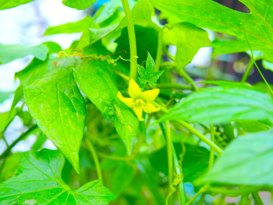 オキナワスズメウリ雄花写真