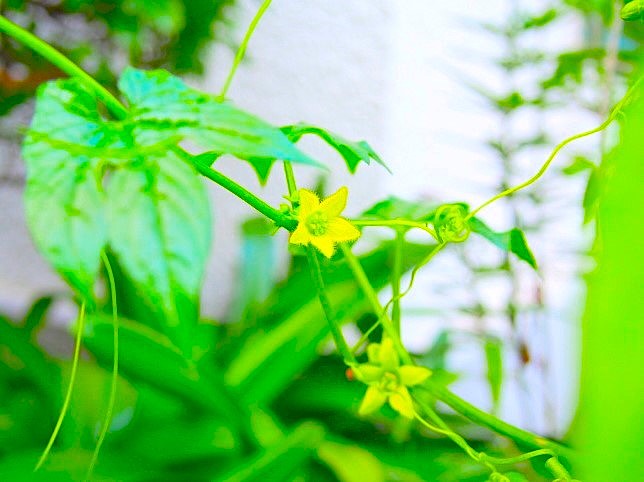 オキナワスズメウリ花画像