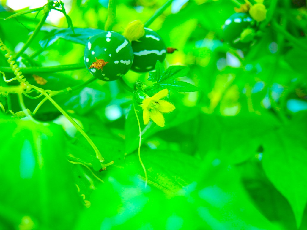 オキナワスズメウリ雌花写真