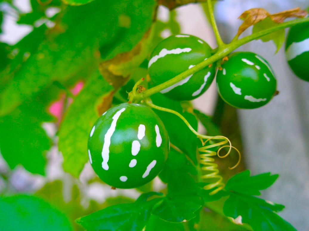 オキナワスズメウリ緑色実写真