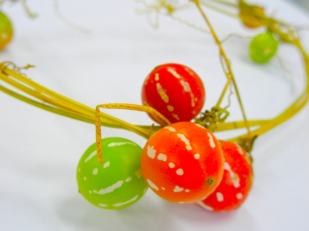 オキナワスズメウリ実のリース写真