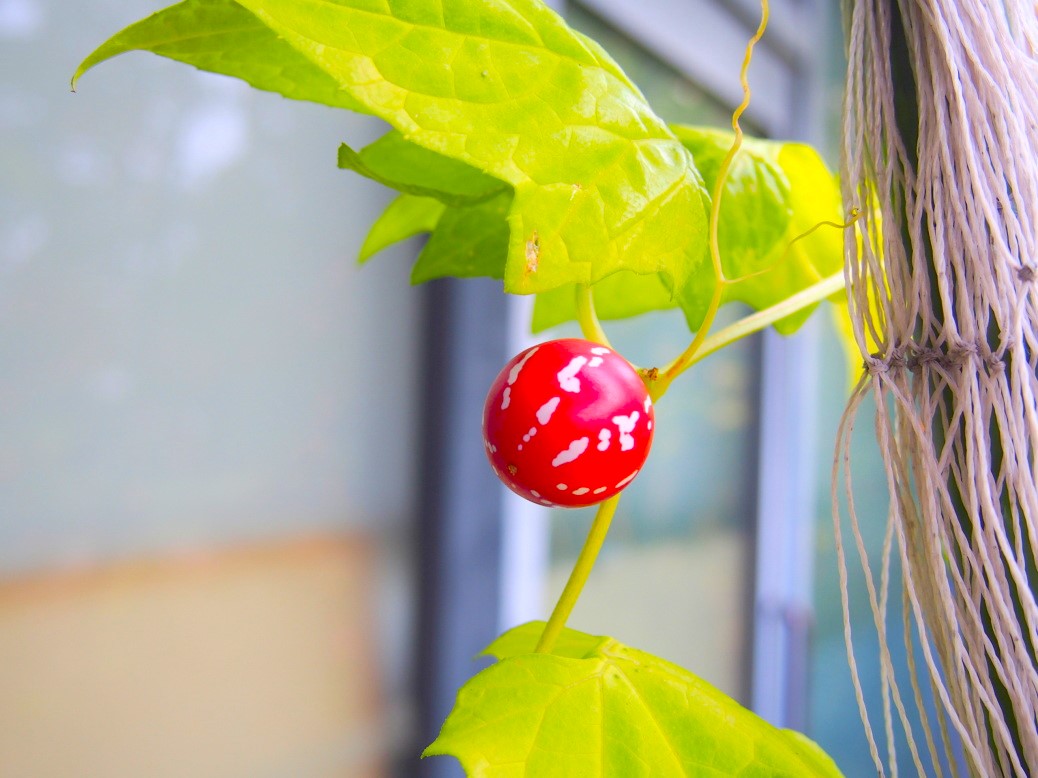 オキナワスズメウリ赤色実写真