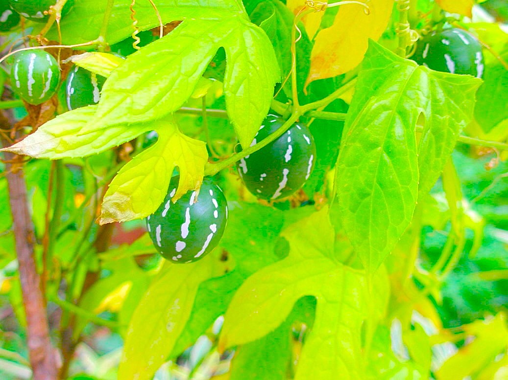 オキナワスズメウリ緑色実写真