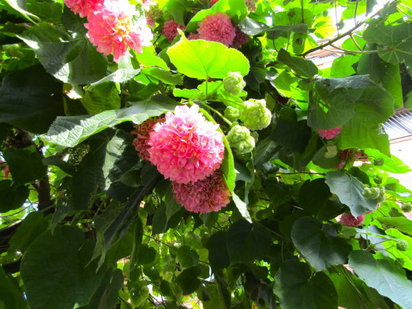 �s���N�{�[���ԗt�ߔe�s