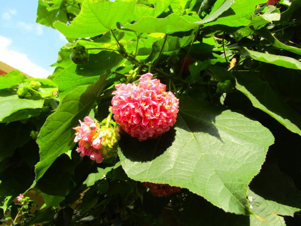 ピンクボール花葉那覇市