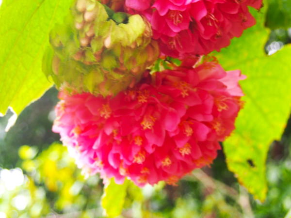 ピンクボール花東南植物楽園