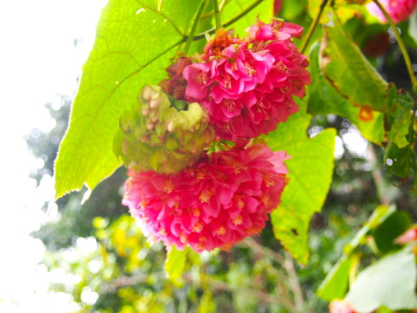 ピンクボール花東南植物楽園