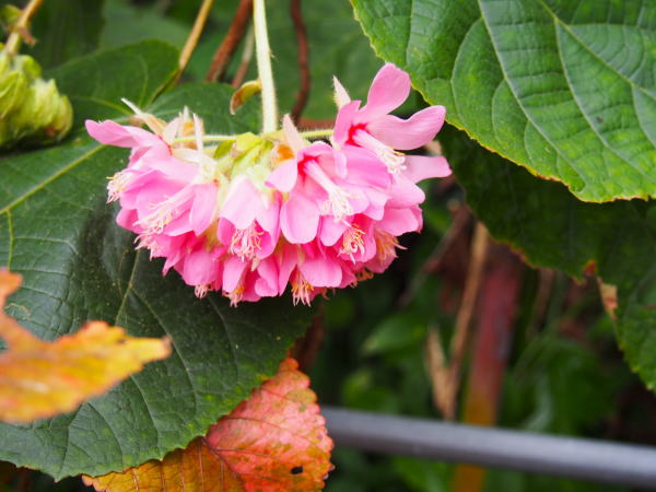 ピンクボール花東南植物楽園