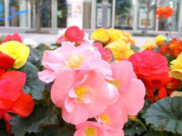 球根ベゴニアグランモール