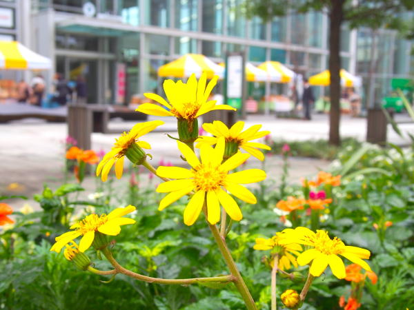 ツワブキ花グランモール