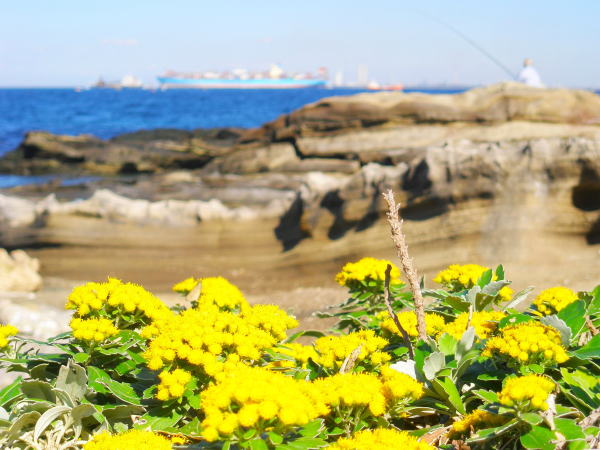 イソノギク花観音崎公園