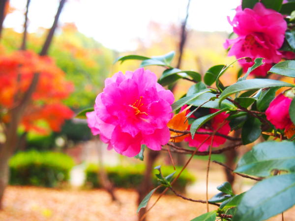 サザンカ花服部公園