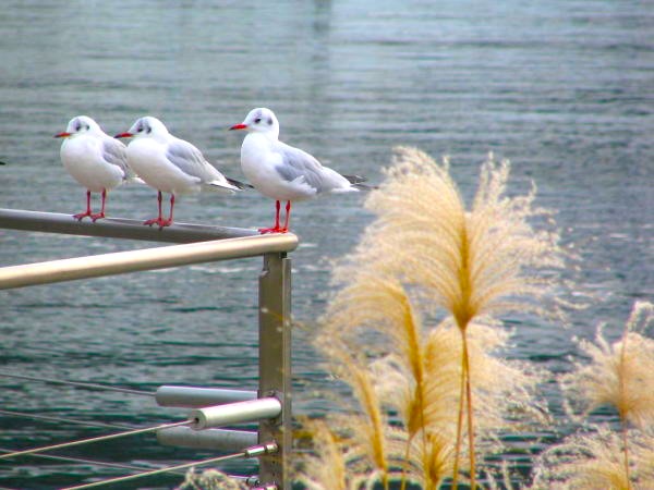 初冬ススキ画像