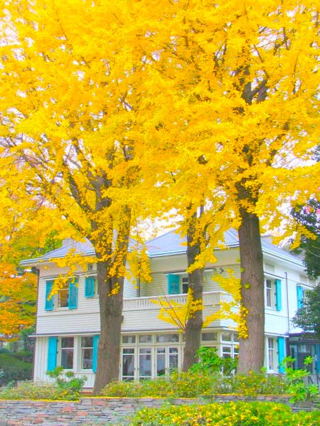 初冬イチョウ黄葉画像