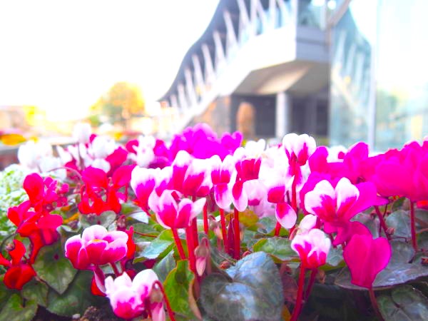 初冬シクラメン花画像