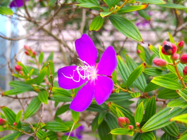 初冬シコンノボタン花画像