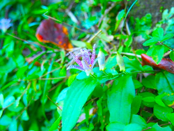 初冬ホトトギス花画像