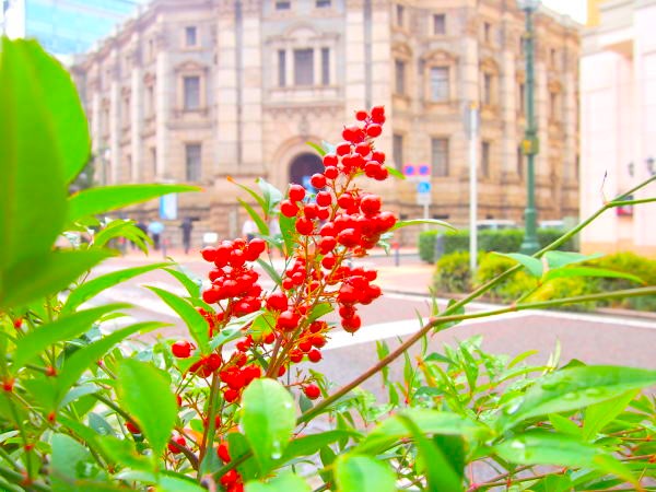 初冬ナンテン実画像