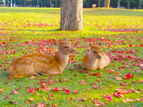 初冬ナンキンハゼ落葉画像