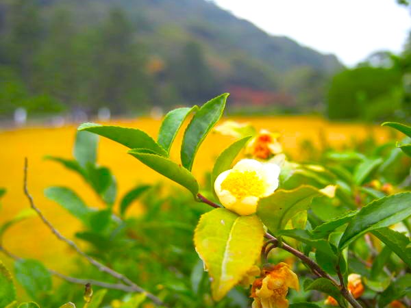 初冬チャノキ花画像