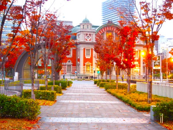 初冬ケヤキ紅葉画像