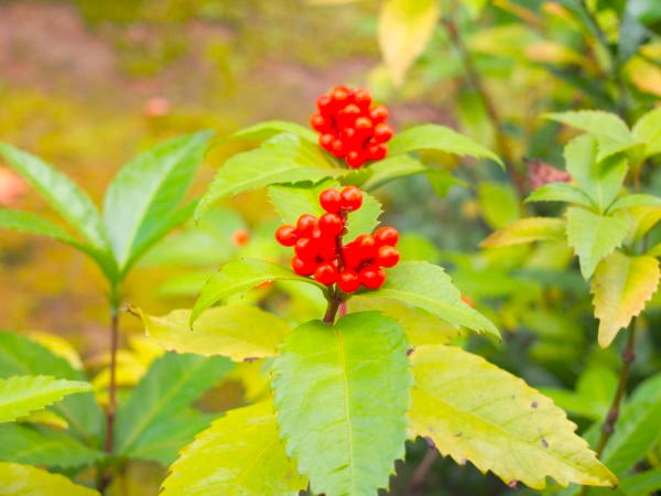 初冬センリョウ実花画像