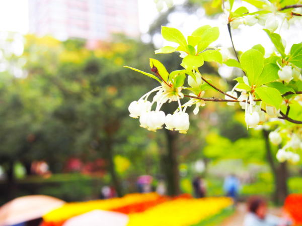 ドウダンツツジ横浜公園