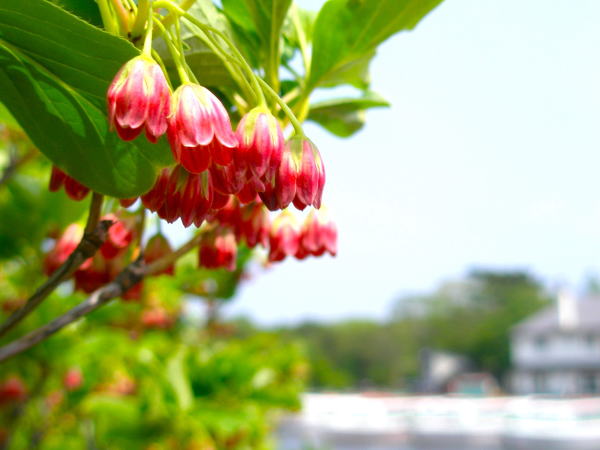 サラサドウダン花大沼公園