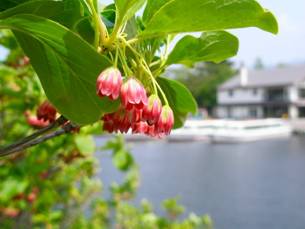 サラサドウダン花大沼公園