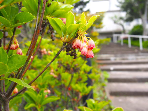 サラサドウダン花ハリストス教会