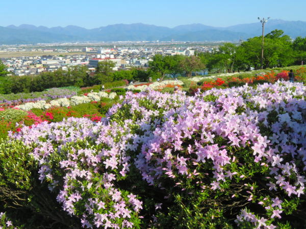 寒河江公園つつじ園