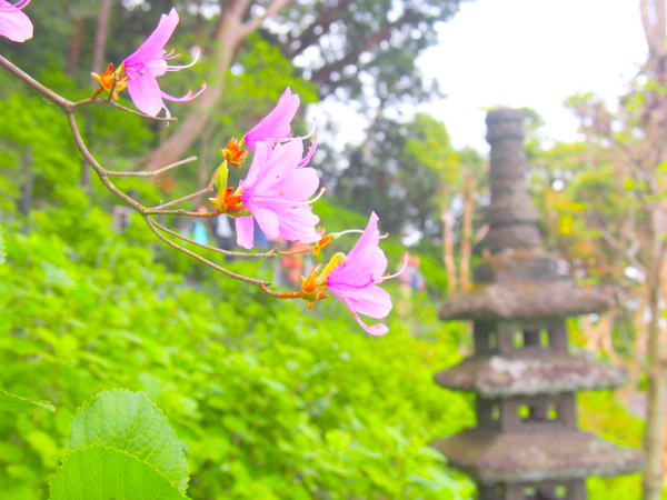 ミツバツツジ花