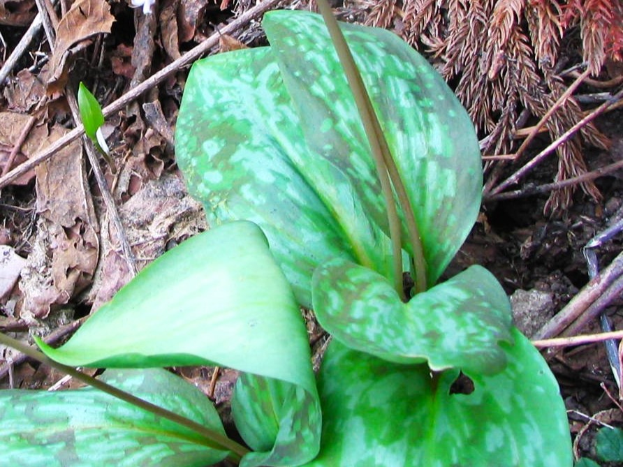 カタクリ葉鹿の子模様根生葉