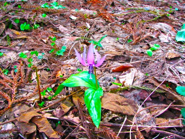 カタクリ花大内宿