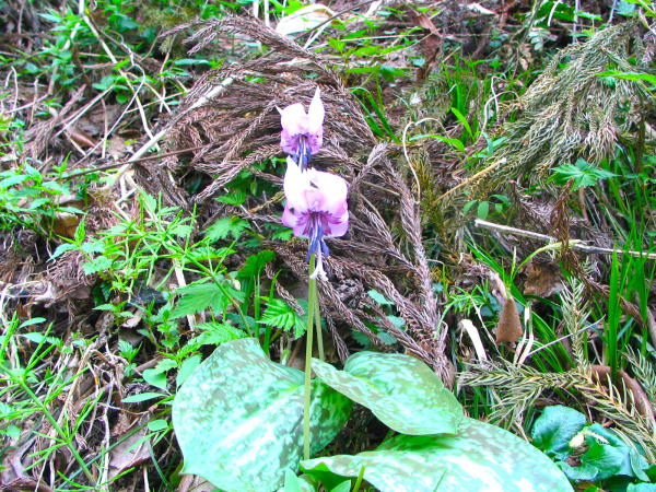 カタクリ花大内宿