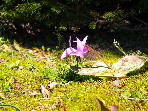 カタクリ花白川郷