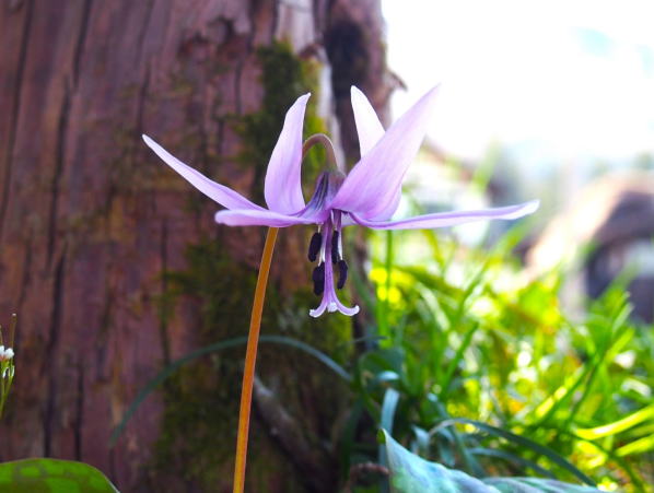カタクリ花白川郷