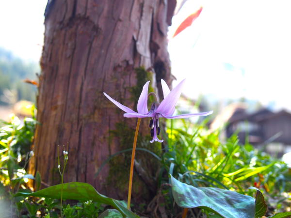 カタクリ花白川郷