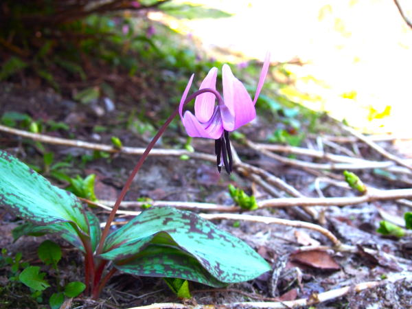 カタクリ花白川郷