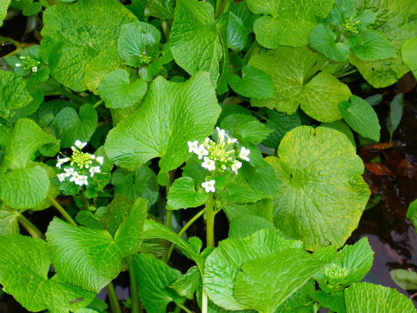 ワサビ花写真