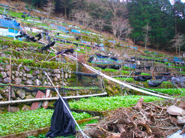 ワサビ田写真