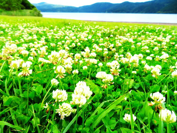 シロツメクサ花芦ノ湖