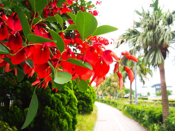 アメリカデイゴ花横須賀
