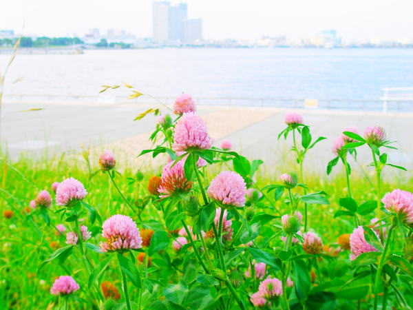 アカツメクサ花新港埠頭