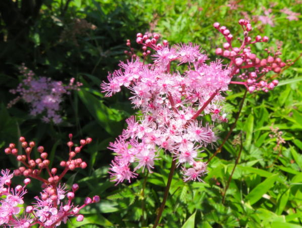 シモツケソウ花