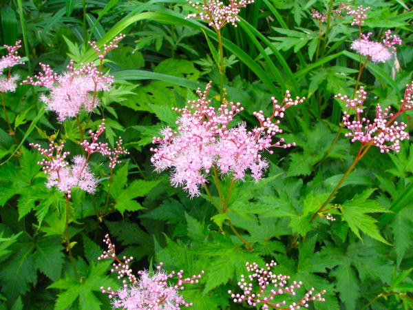 シモツケソウ花