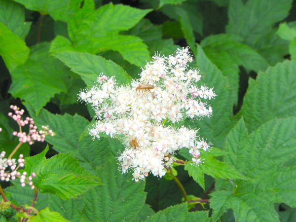 シモツケソウ花白色