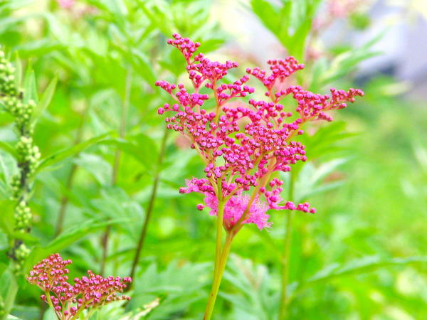 シモツケソウ花