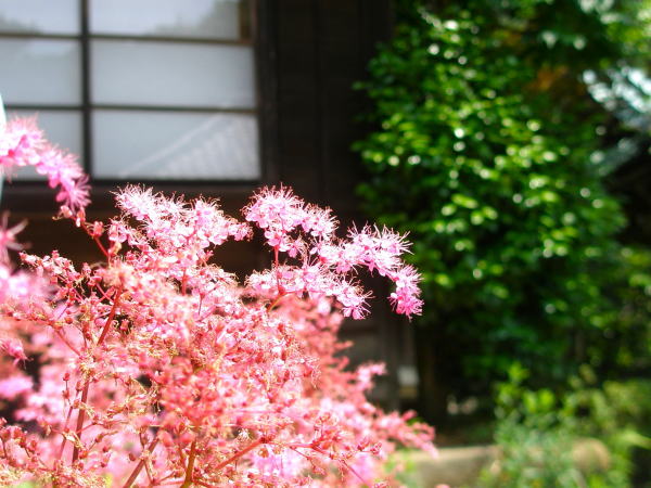 シモツケソウ花