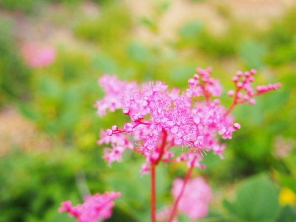 シモツケソウ花